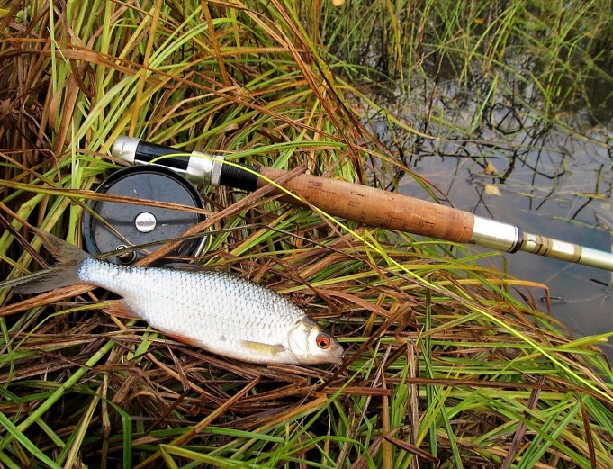 Heddon ja särki .... 20 .....jpg