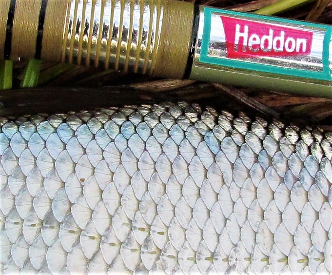 Heddon ja särki .... 30 .....jpg