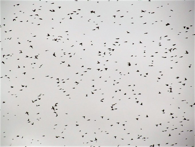 MAG 1 ---- 80 ----.jpg