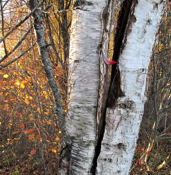 2 x Orvis ---- 40 ----.jpg