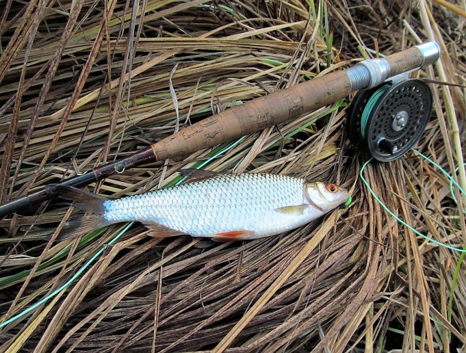 Orvissärkiä .... 100 .....jpg