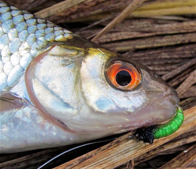 Orvissärkiä .... 200 .....jpg