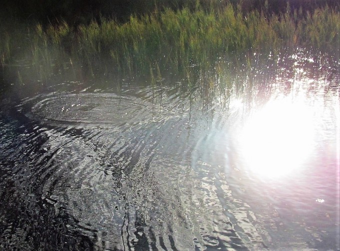 Orvissärkiä .... 700 .....jpg