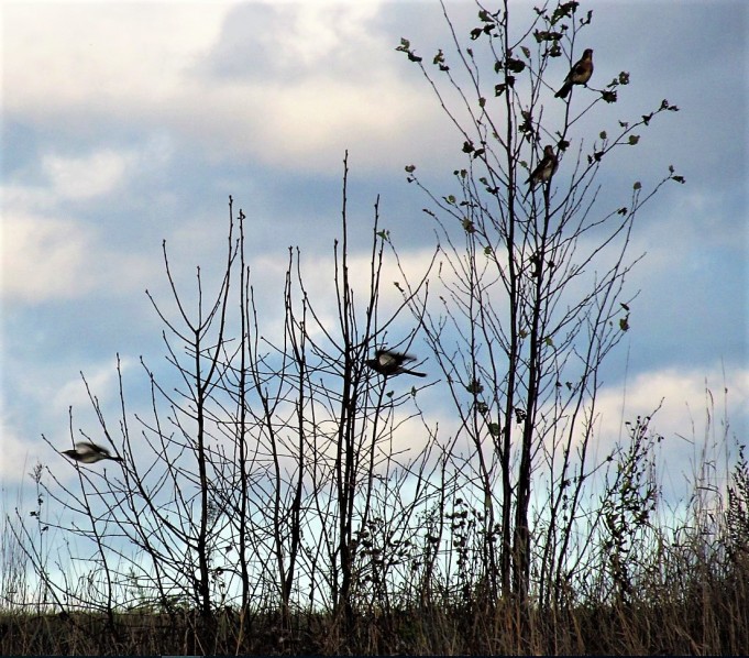 Orvissärkiä .... 800 .....jpg