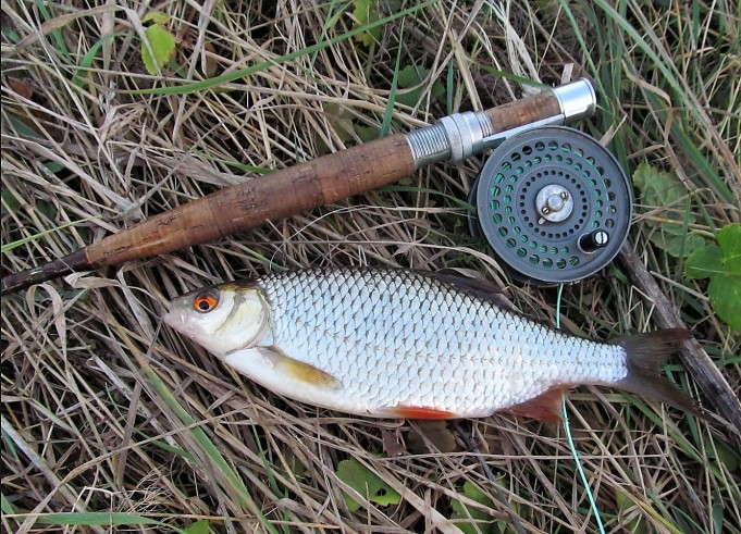 Orvissärkiä .... 900 .....jpg