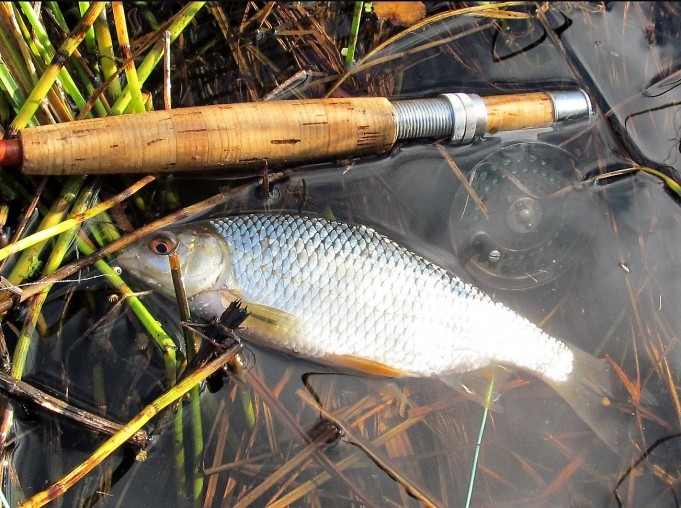 lasikuitusärkiä .... 100 .....jpg