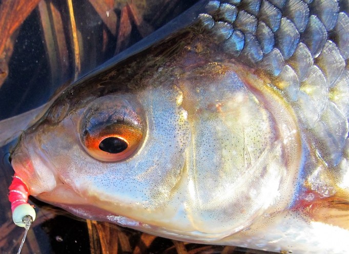 lasikuitusärkiä .... 200 .....jpg