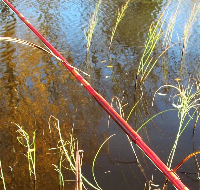 lasikuitusärkiä .... 300 .....jpg