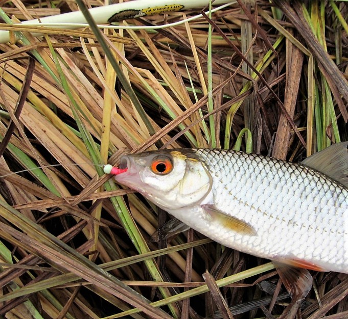 valkoista, mustaa ja hopeaa .... 20 .....jpg