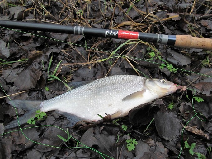 Black Karp ---- 200 ----.jpg