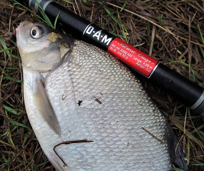 Black Karp ---- 800 ----.jpg