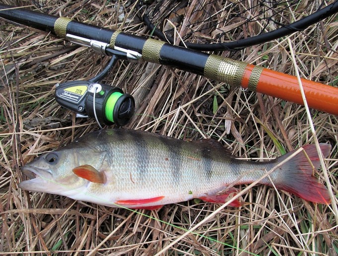 2 x Shakespeare ---- 40 ----.jpg