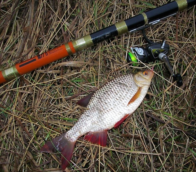 2 x Shakespeare ---- 70 ----.jpg