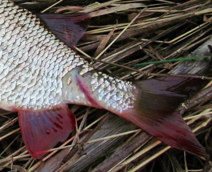 2 x Shakespeare ---- 90 ----.jpg