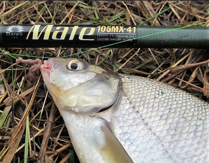 2 x Daiwa ---- 200 ----.jpg