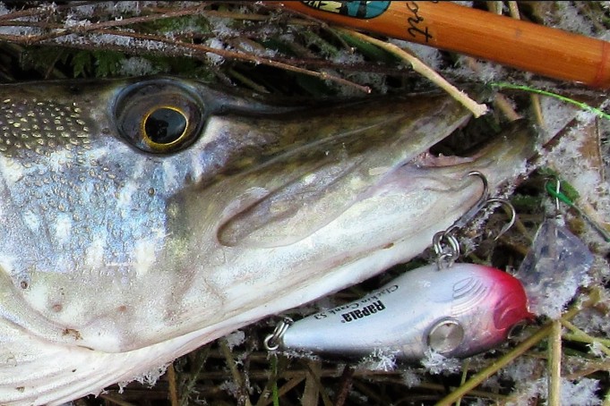 Sport ja ABU ---- 20 ----.jpg