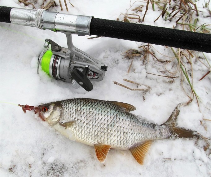 mulailua ---- 300 ----.jpg