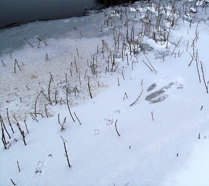 mulailua ---- 700 ----.jpg