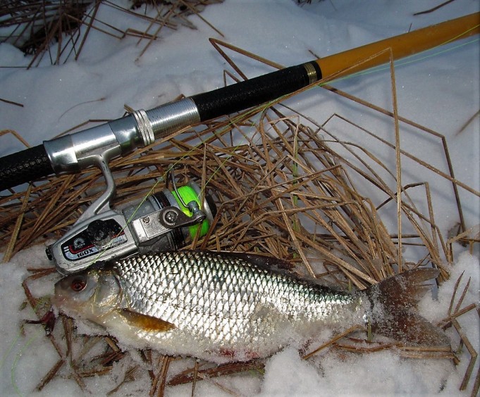 mulailua ---- 1200 ----.jpg