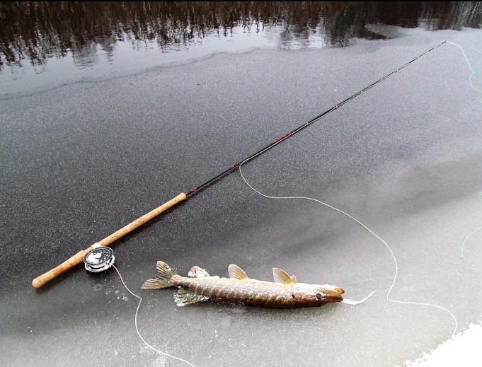 jäähauki ---- 20 ----.jpg