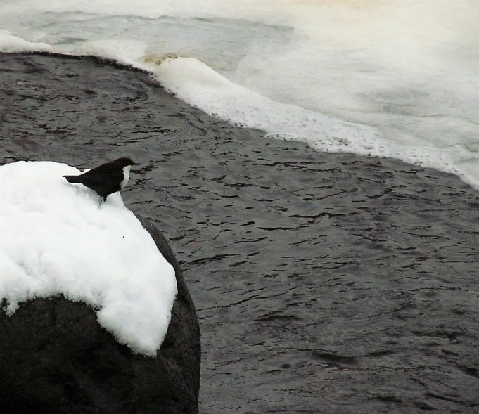 kalatonta .... 20 .....jpg