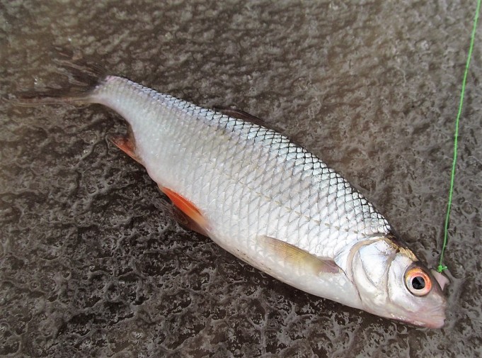 tammikuun onkisärki ---- 20 ----.jpg