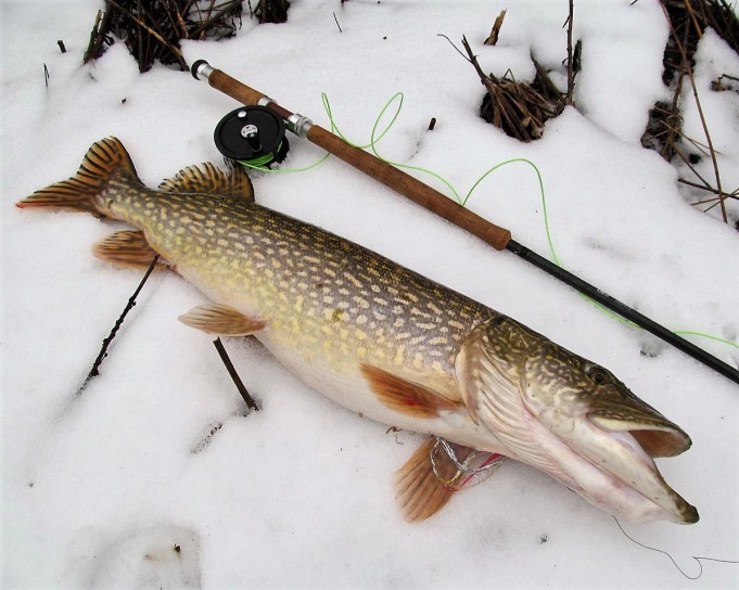 Yläleuka ---- 10 ----.jpg