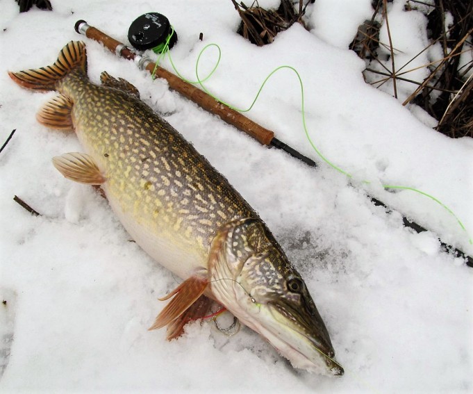 Yläleuka ---- 20 ----.jpg