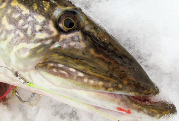 Yläleuka ---- 30 ----  .jpg