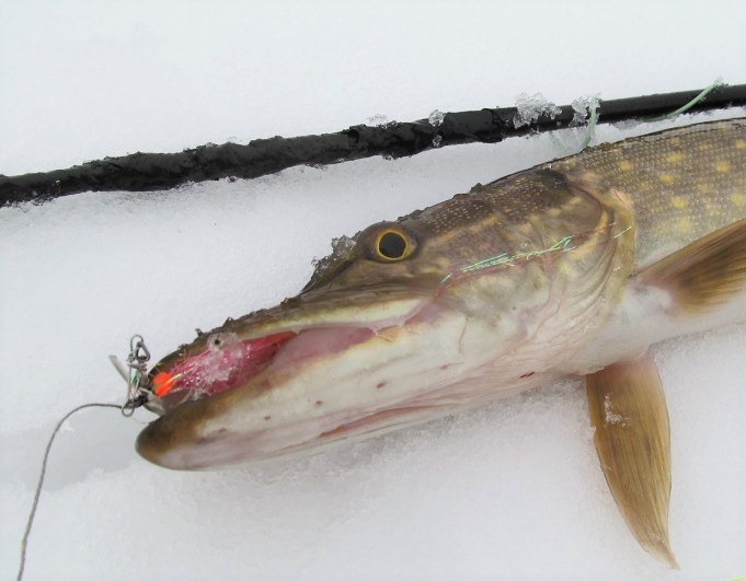 T ---- 1000 ----.jpg