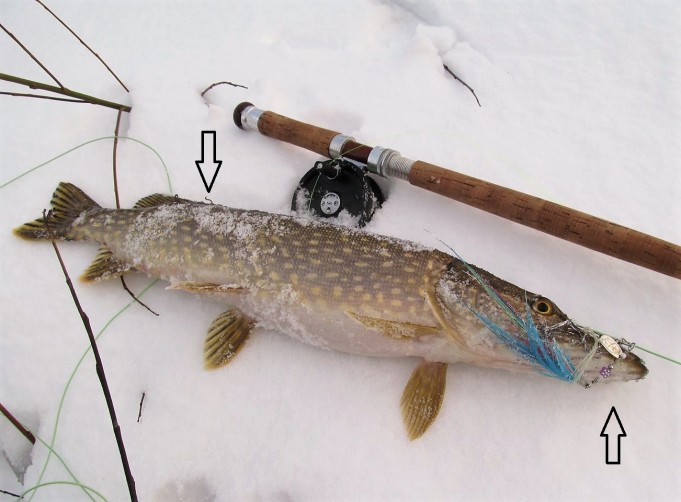 hangella haukia ---- 10 ----.jpg