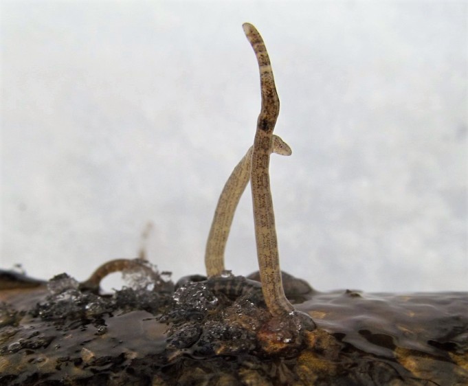 hangella haukia ---- 30 ----.jpg