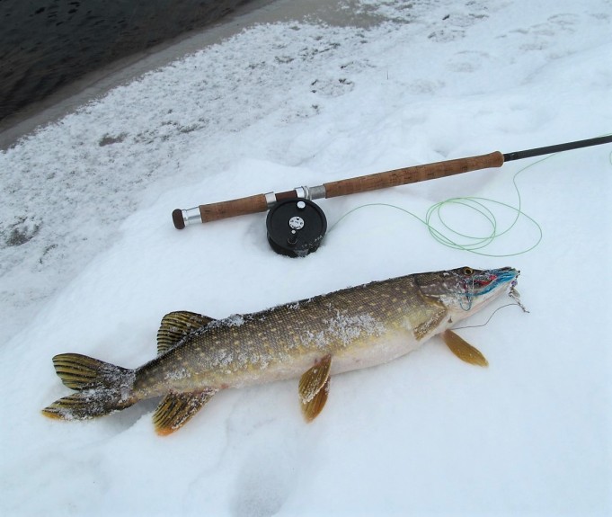 hangella haukia ---- 40 ----.jpg