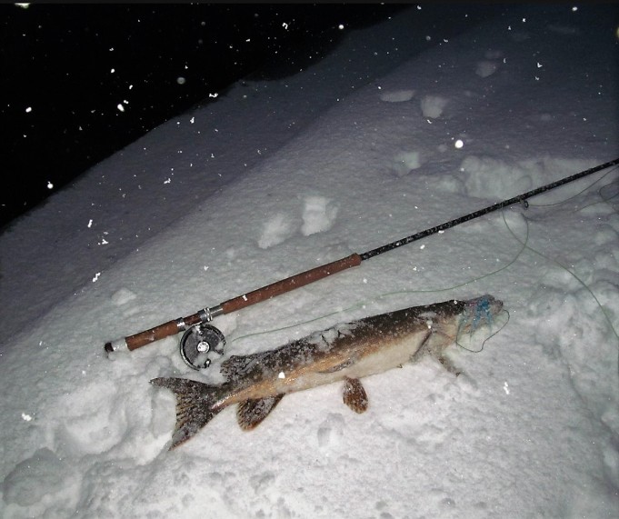 hangella haukia ---- 60 ----.jpg