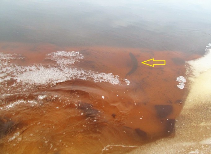 Tanskan Bambu ---- 300 ----.jpg