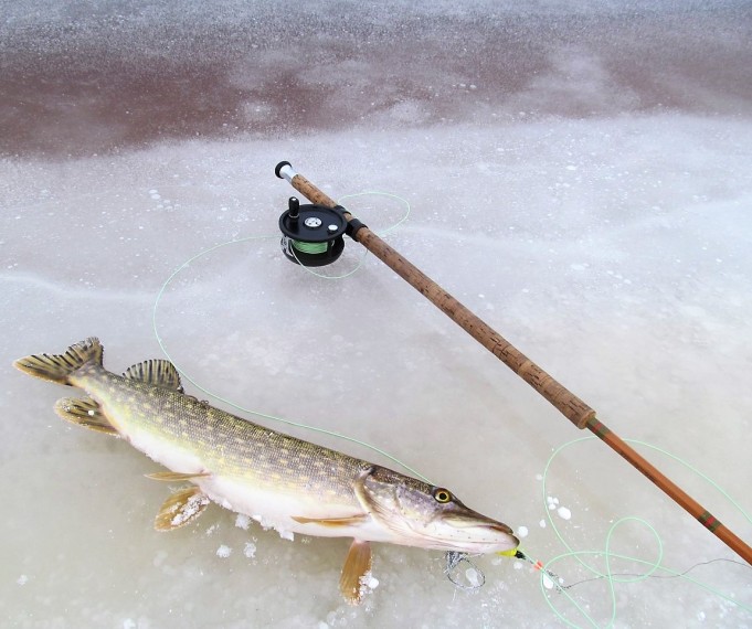 Tanskan Bambu ---- 600 ----.jpg