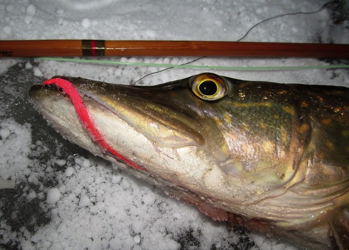 Tanskan Bambu ---- 900 ----.jpg