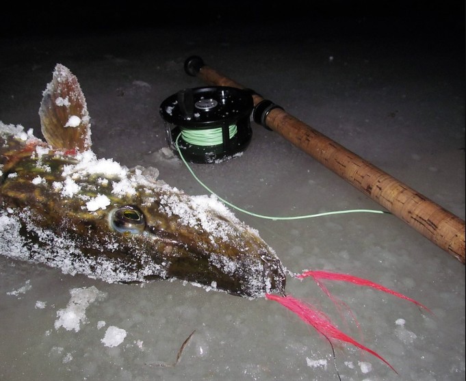 Tanskan Bambu ---- 1000 ----.jpg