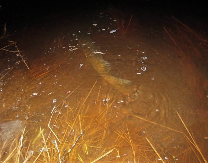 Tanskan Bambu ---- 1100 ----.jpg