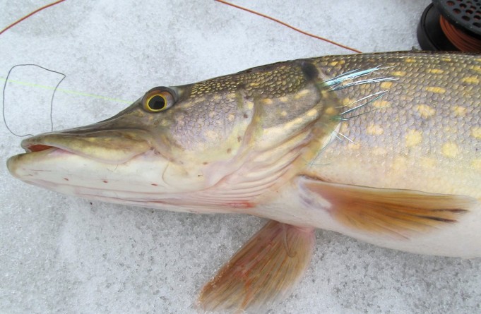 Millward ----300 ----.jpg