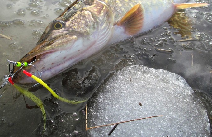 O.G ---- 20 ----.jpg