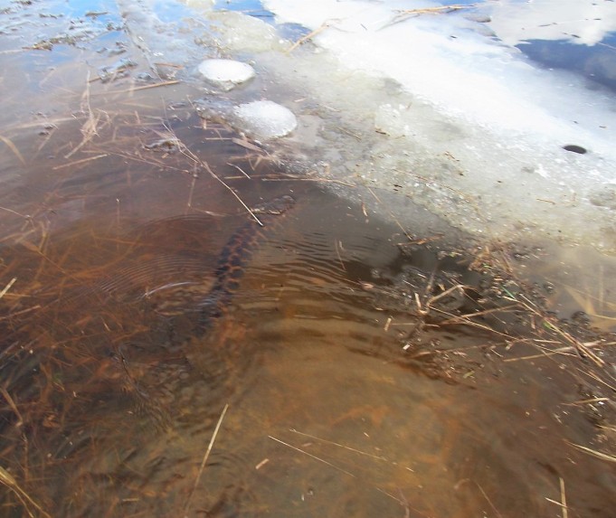 O.G ---- 30 ----.jpg