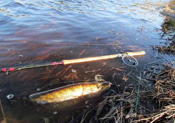 2 x B & W ---- 20 ---- .jpg