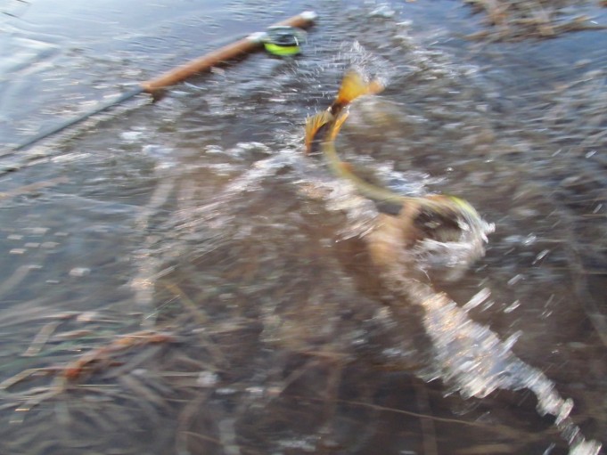 o ja l ---- 30 ----.jpg