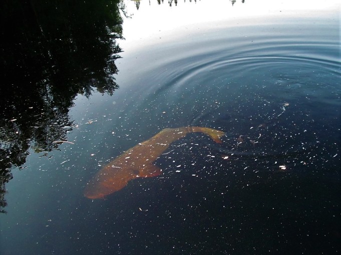 popular ---- 30 ----.jpg