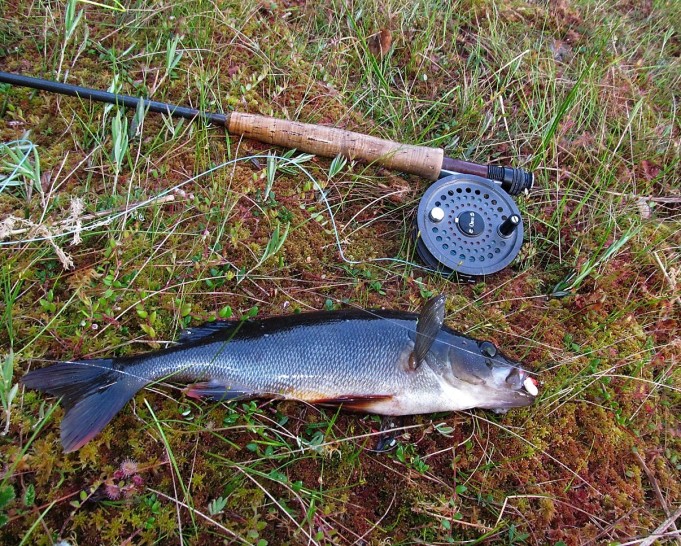 Foamiahvenet ---- 300 ----.jpg