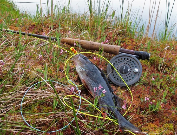 Foamiahvenet ---- 400 ----.jpg