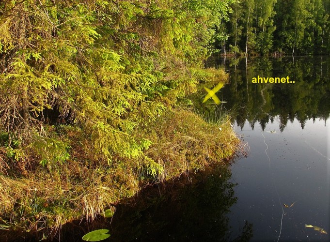 Foamiahvenet ---- 600 ----.jpg