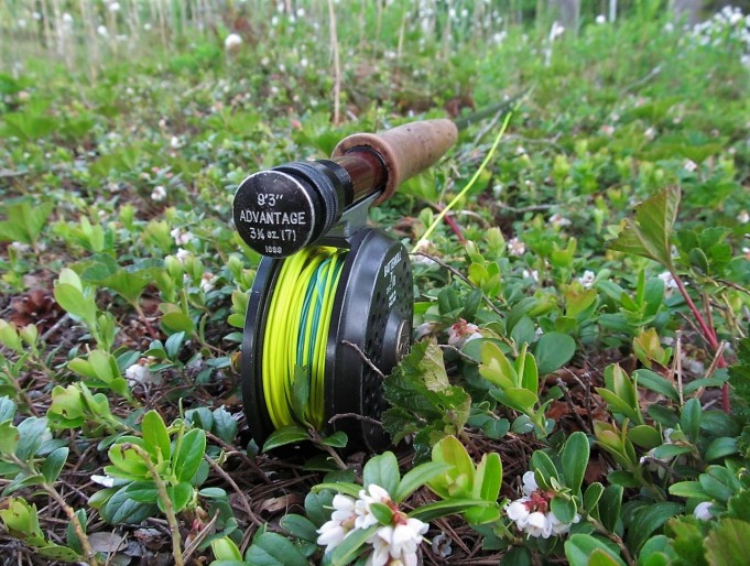 Foamiahvenet ---- 800 ----.jpg