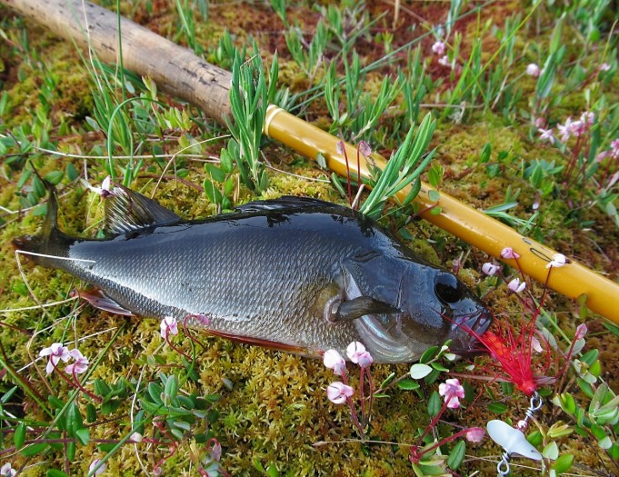 Ropeliahvenia ---- 20 ----.jpg